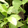 SATYRIDAE, Taygetis thamyra